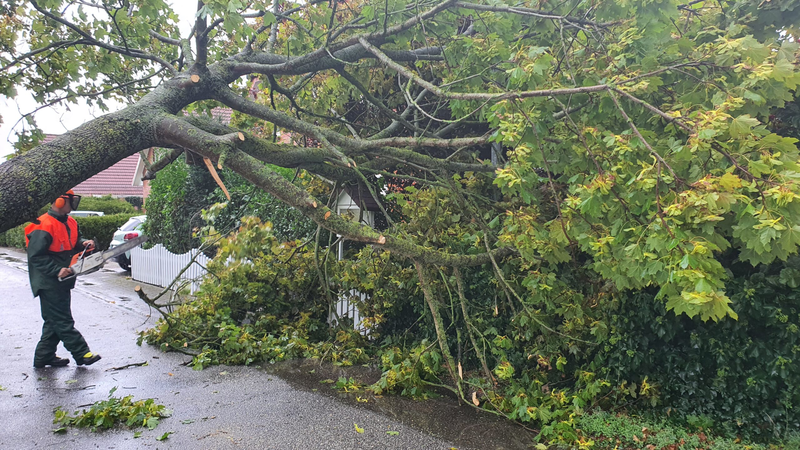 Mehr über den Artikel erfahren Baum auf Straße